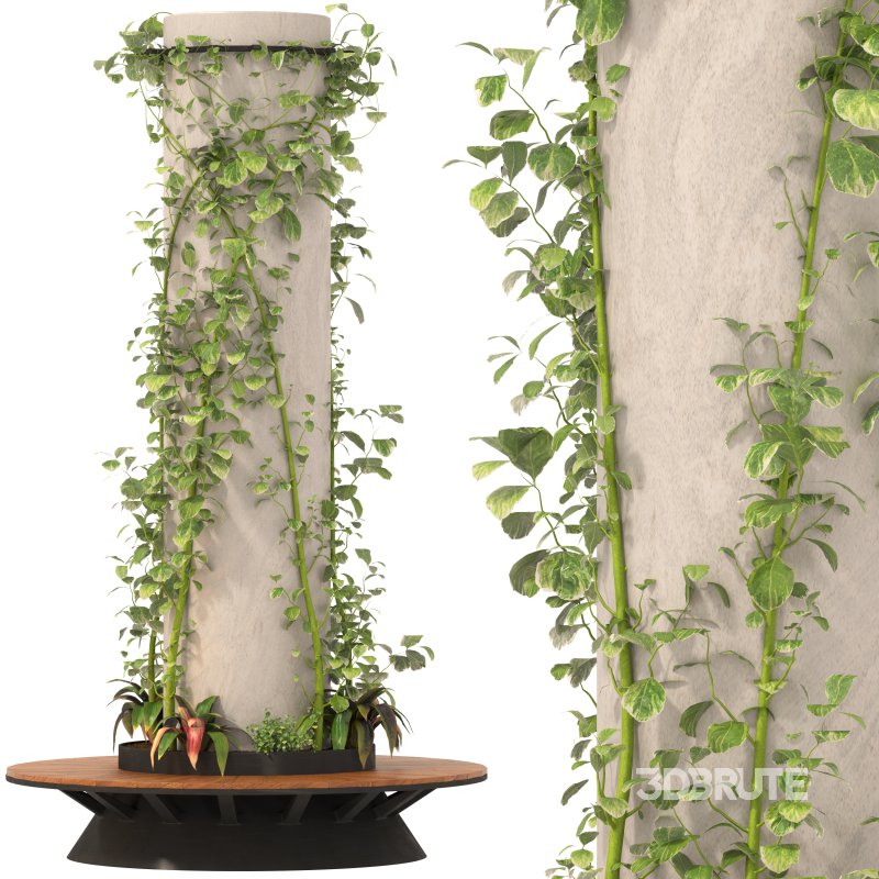 Ivy Column 02 Image 7