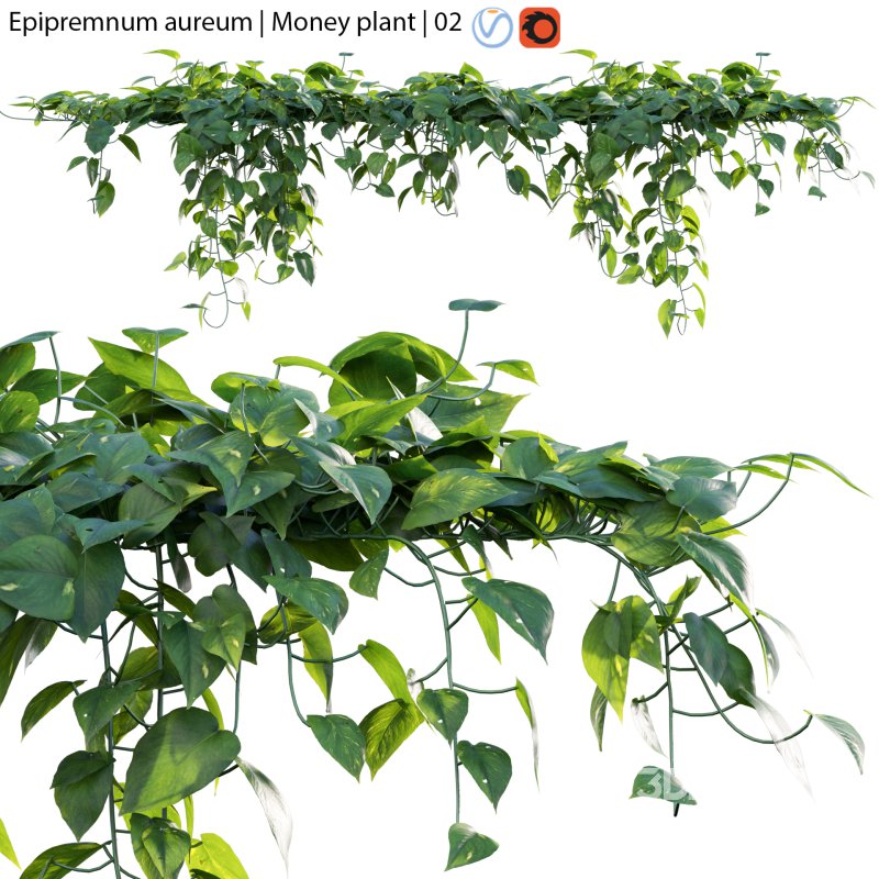 Epipremnum aureum – Money plant – 02 Image 1