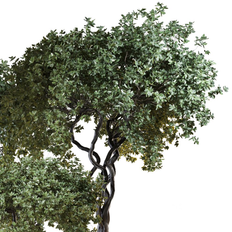 Indoor Plant Set 04 Image 4