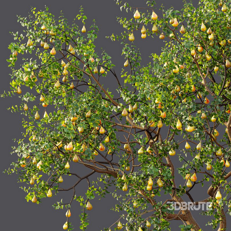 AV Fruit Trees Prunus Salicina Plum Pflaume and Pear Pyrus Communis Image 10