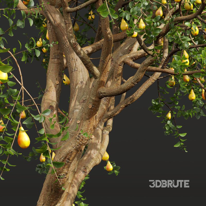 AV Fruit Trees Pear Pyrus Communis Red and Armeniaca Vulgaris Prunus Image 1