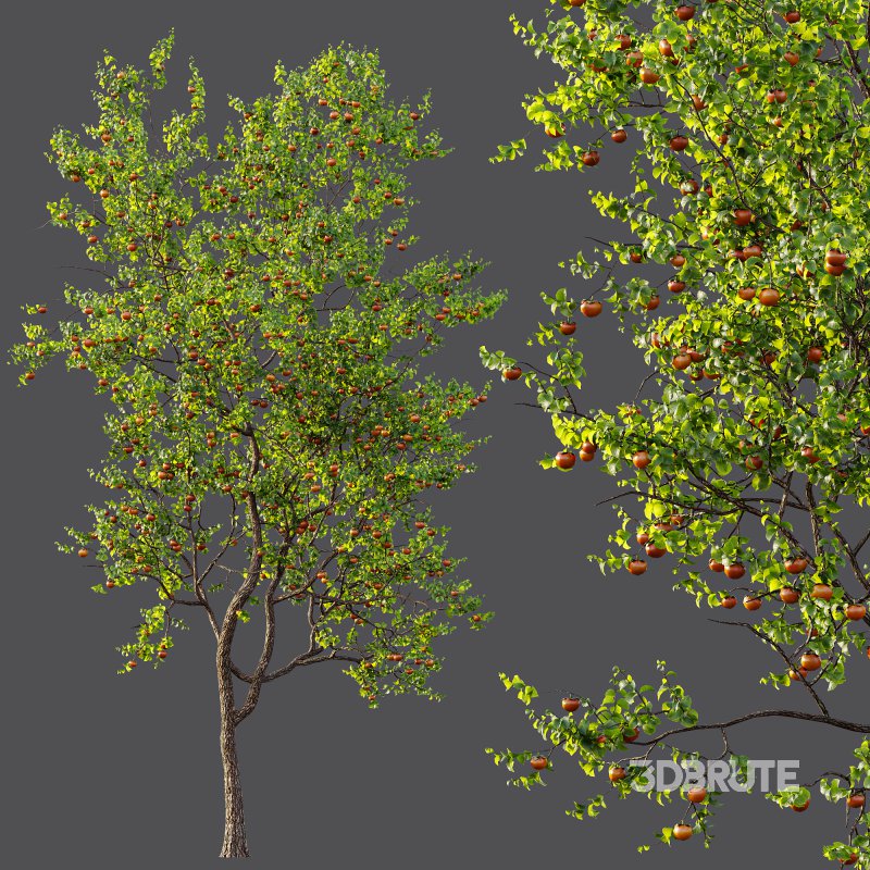 AV Fruit Trees Diospyros Kaki Persimmon and Malus Pumila Apple Red Image 8