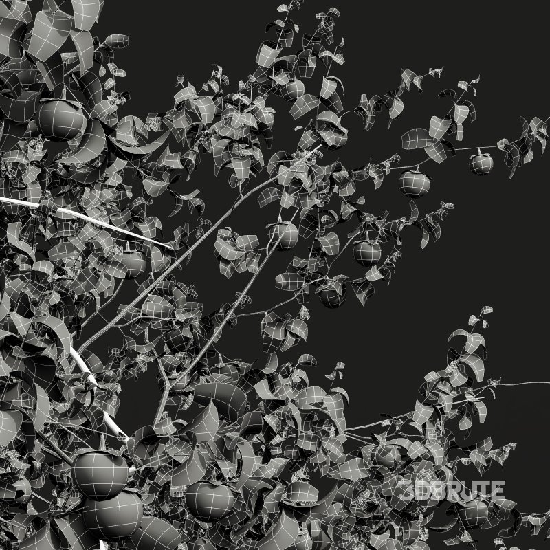 AV Fruit Trees Diospyros Kaki Persimmon and Malus Pumila Apple Green Image 14