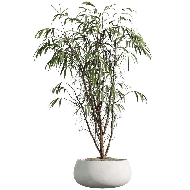 AV Indoor Plants Set 294 Ficus Marginata Olive Banana Nicolai Yucca Palm Ficus Benjamina Image 3