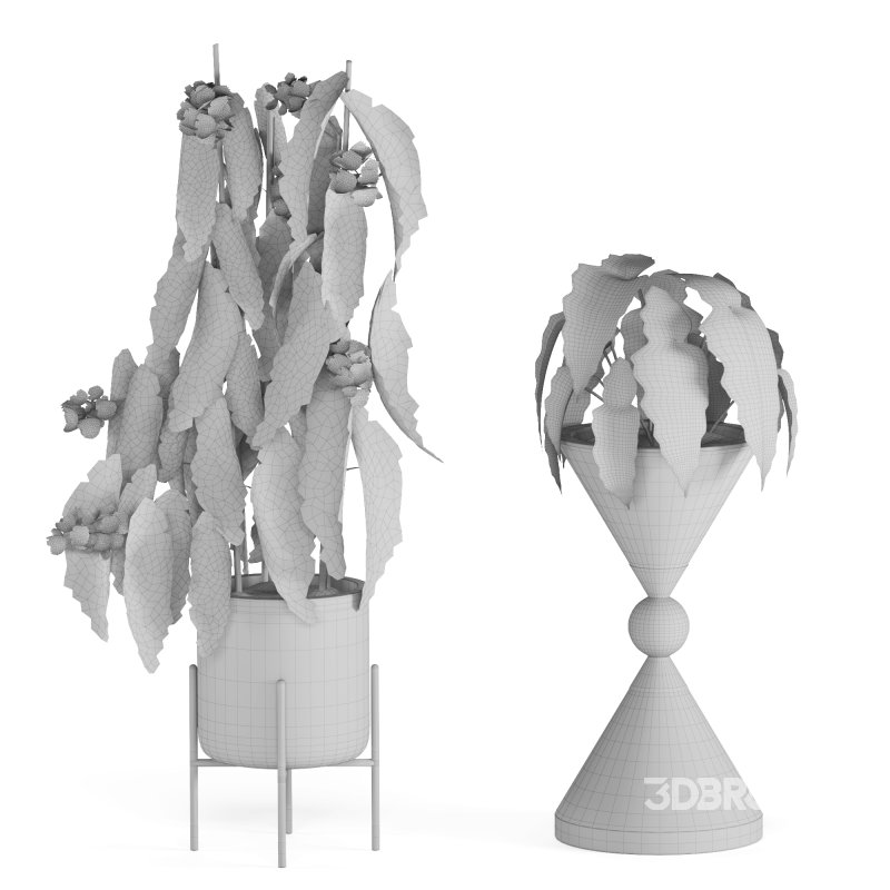 Indoor Plant Begonia Maculata Image 2