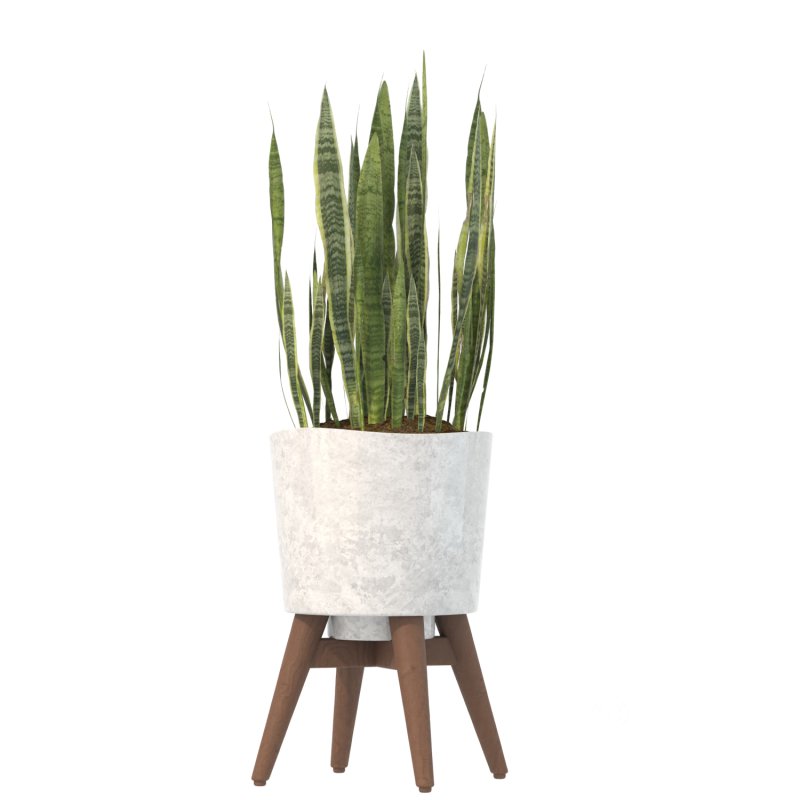 Sansevieria Plant Set Image 2