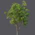 AV Fruit Trees Prunus Salicina Plum Pflaume and Pear Pyrus Communis - Thumbnail 6