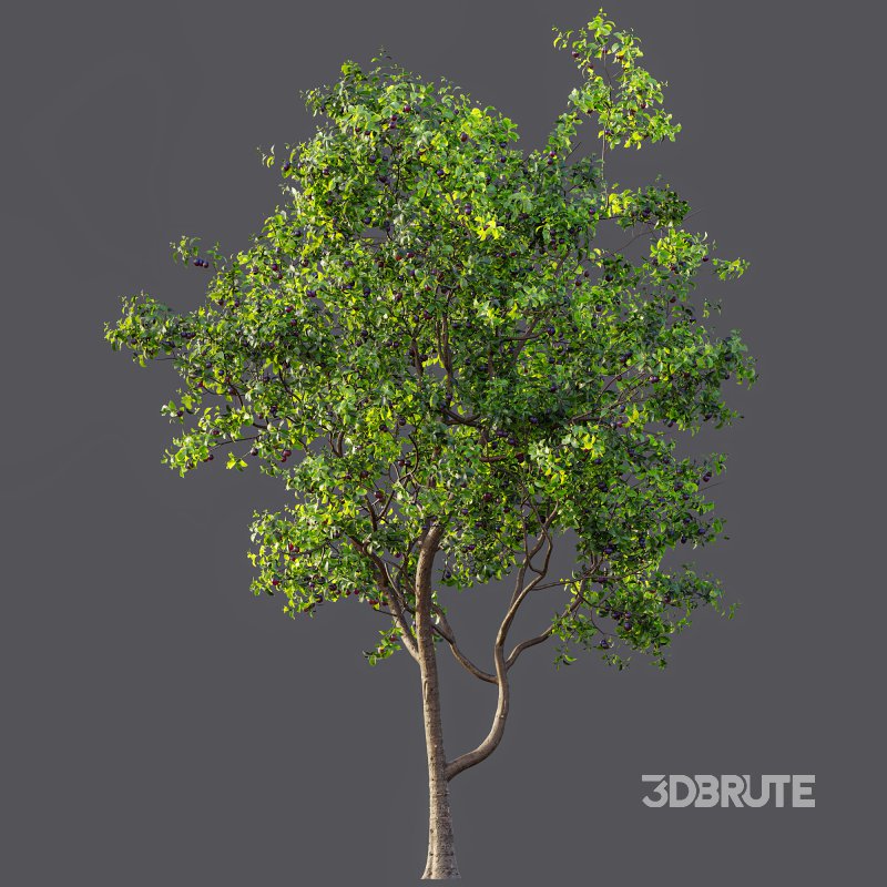 AV Fruit Trees Prunus Salicina Plum Pflaume and Pear Pyrus Communis Image 6