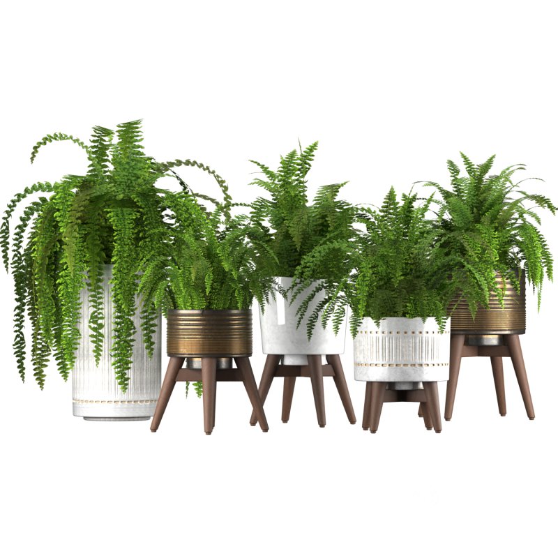 Fern Plant Set Image 1