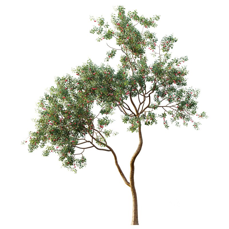 ntal and culinary value. Image 4