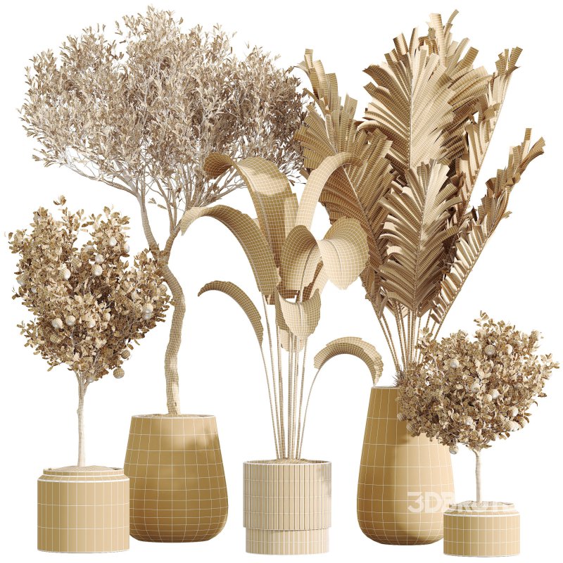 AV Indoor Plants Set 289 Fruit Orange Tree and Areca Palm and Banana Nicolai and Olive Image 9