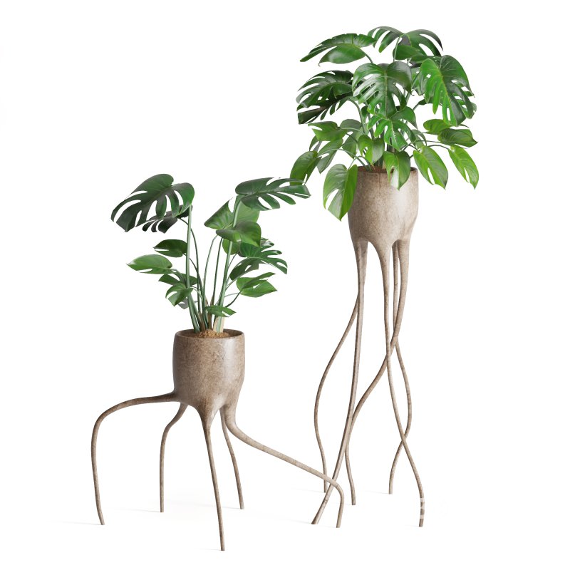 Indoor Plant Monstera in Weird constructed haphazard roots Pot Image 1