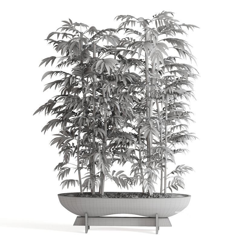 Indoor Plant Bamboo Image 1