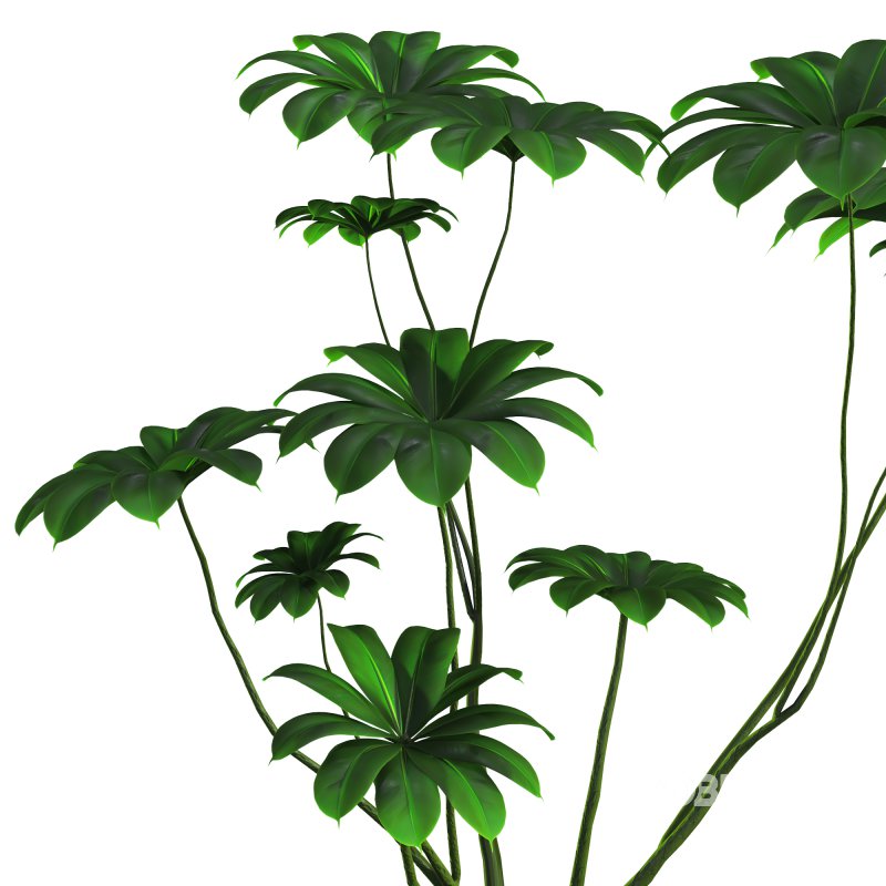 indoor plant 08 Image 5