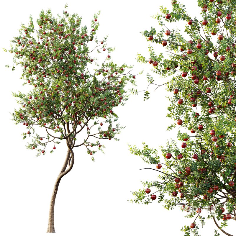 AV Fruit Trees Diospyros Kaki Persimmon and Malus Pumila Apple Red Image 1