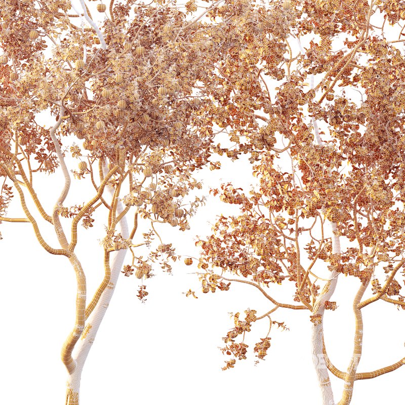 AV Fruit Trees Diospyros Kaki Persimmon and Malus Pumila Apple Red Image 11