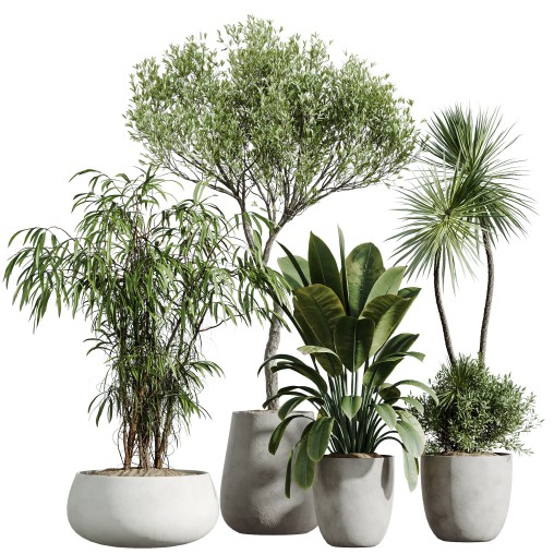 AV Indoor Plants Set 285 Ficus Marginata Olive Yucca Rostrata Palm Abidjan