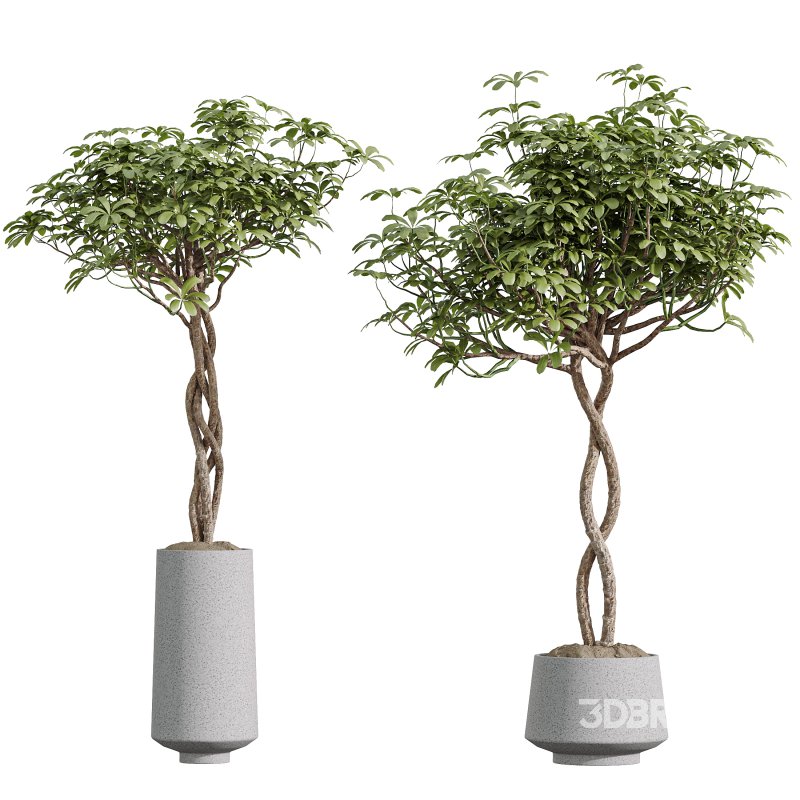 Indoor Plant Image 2