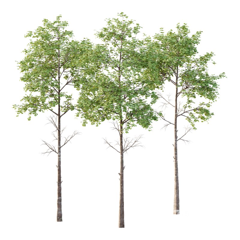 fagus sylvatica Tree 01 Image 3