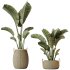 AV Indoor Plants Set 285 Ravenala Banana Strelitzia Nicolai Bird Of Paradise Set - Thumbnail 3