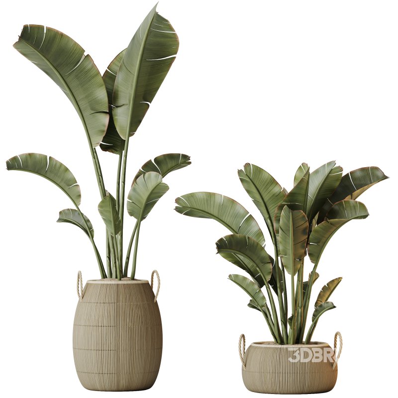 AV Indoor Plants Set 285 Ravenala Banana Strelitzia Nicolai Bird Of Paradise Set Image 3