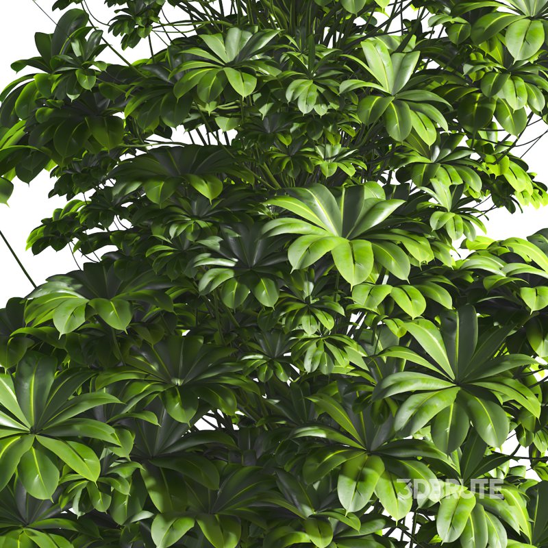 Indoor Plant 011 Image 4