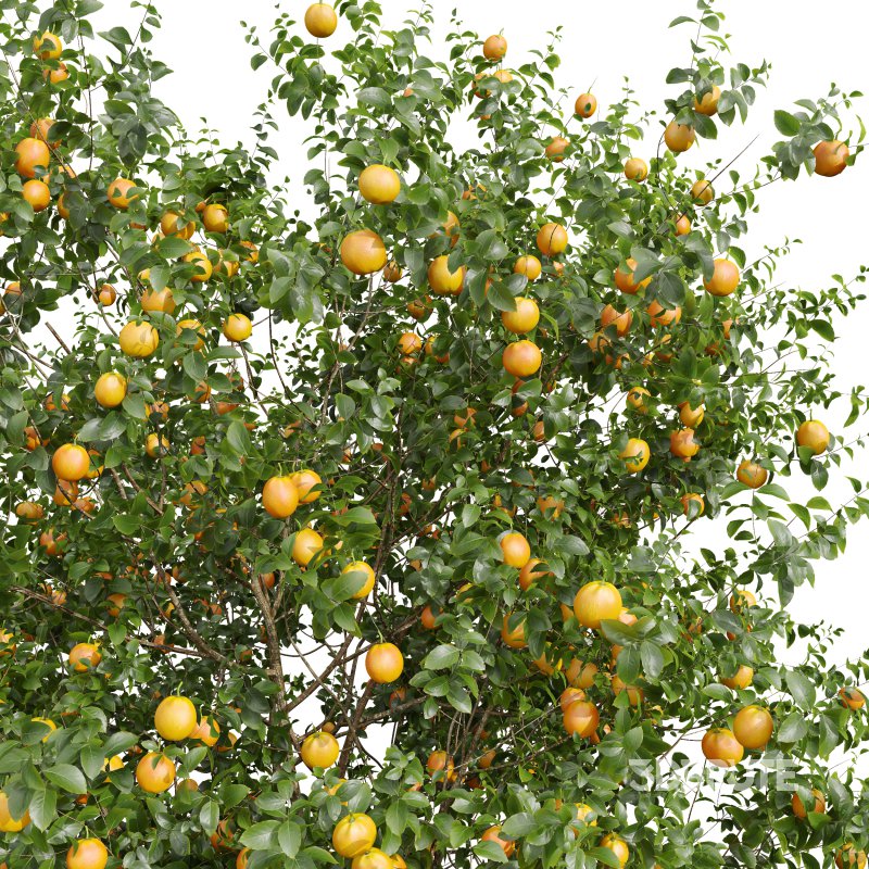 AV Fruit trees Punica Granatum Pomegranate and Citrus Sinensis Orange Arancio Image 1