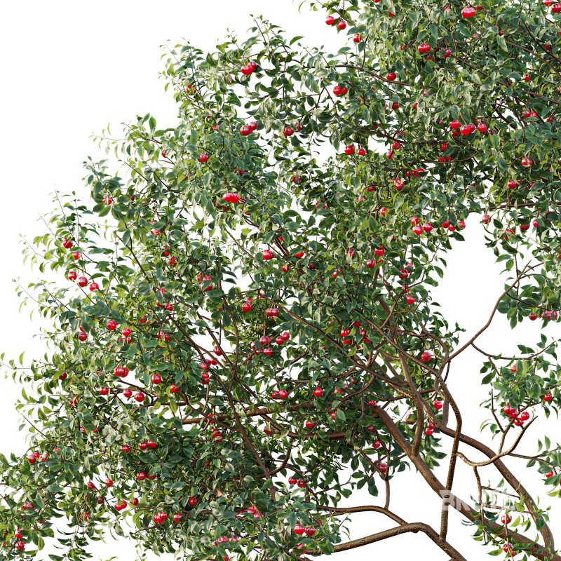 ntal and culinary value. Image 3