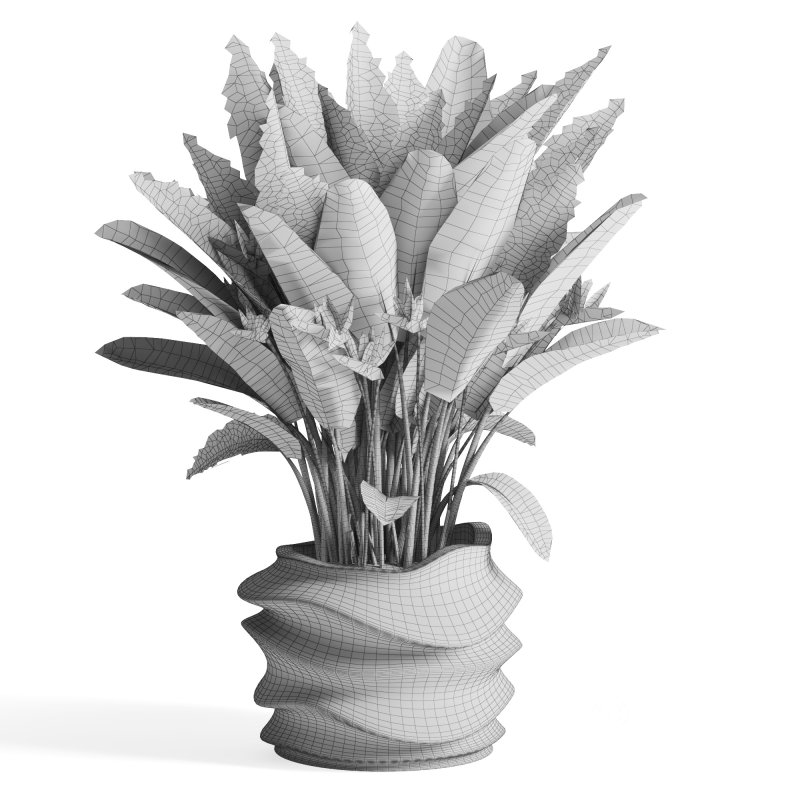 Indoor Plant Bird of Paradise Image 3