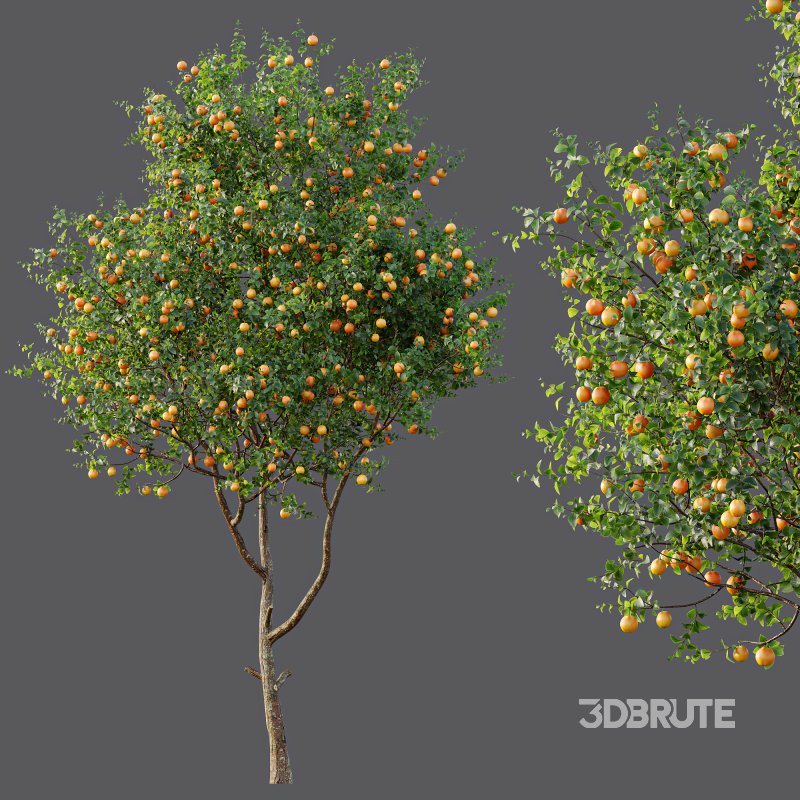 ntal and culinary value. On the left stands the Citrus × meyeri, or Meyer Lemon—a hybrid between citron and mandarin/pomelo, originally from China and introduced to the West in the early 20th century. Known for its smooth, deep yellow skin and slightly sweet, fragrant lemons, it’s a favorite in Mediterranean-style courtyards and edible gardens. Image 5