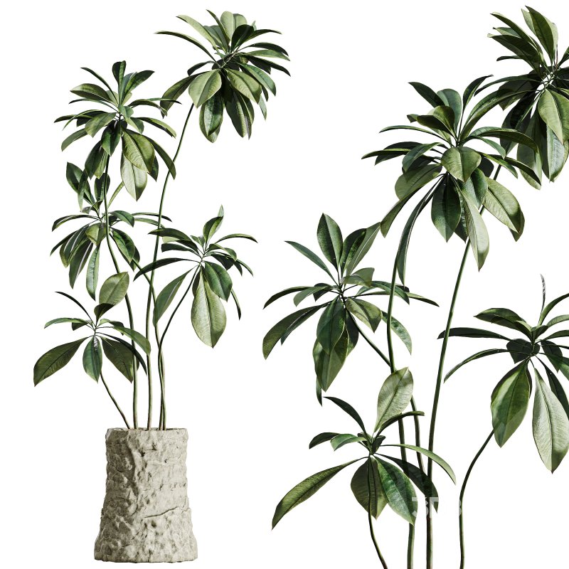AV Indoor Plants Set 304 Areca Palm and Dracaena Marginata and Lemon Dragon and Ficus Image 5