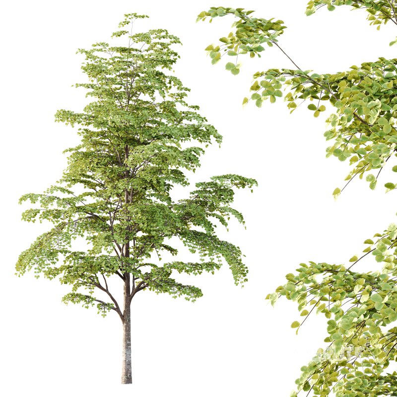 fagus sylvatica tree 12 Image 5