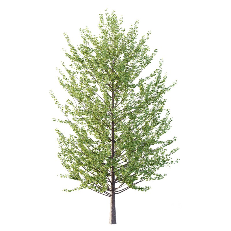 Different Trees 37 Image 3