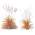 AV Plants Cortaderia Selloana and Nassella Tenuissima Fruit grasses - Thumbnail 8