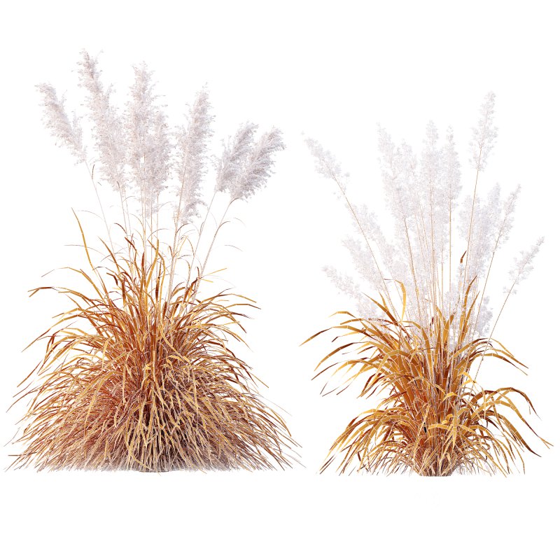 AV Plants Cortaderia Selloana and Nassella Tenuissima Fruit grasses Image 8