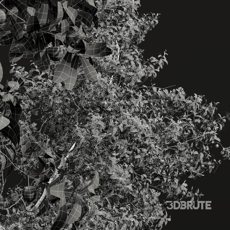 ntal and culinary value. Image 14