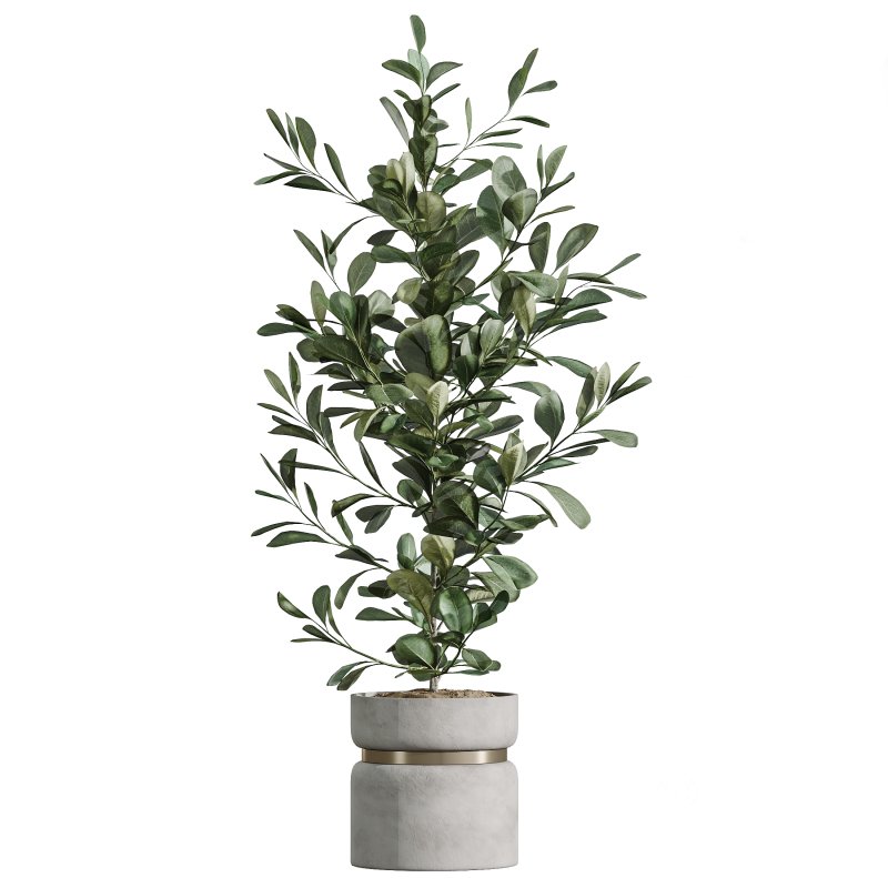 AV Indoor Plants Set 287 Lemon Ficus Laurel Aspidistra Cast iron Image 2