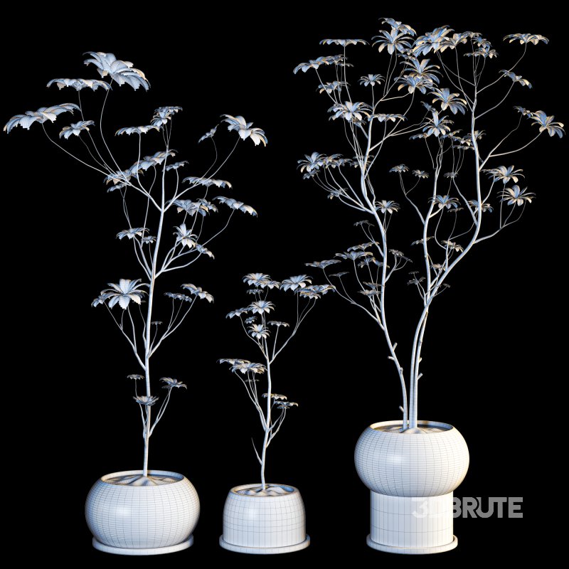 indoor plant 08 Image 6