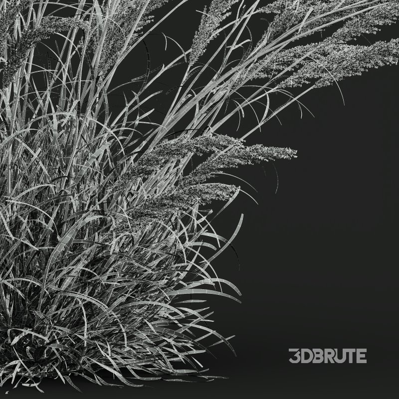 ntal grass hybrid that brings vertical elegance to any garden or architectural visualization. Originally cultivated in Germany and widely popularized across Europe and North America, this perennial grass features upright, feather-like plumes and narrow green blades that shift to golden hues in late summer. Its architectural form, graceful sway in the wind, and low-maintenance nature make it a favorite among designers looking to evoke movement, rhythm, and a naturalistic softness in modern landscapes. Image 13