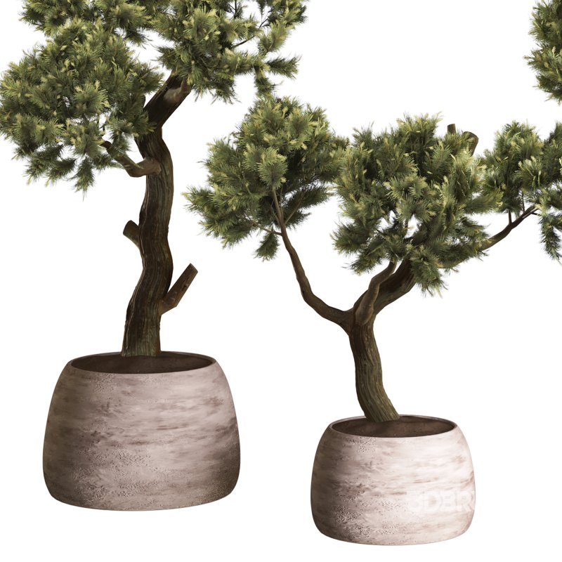 Topiary Ball in Pot Collection 012 Image 5