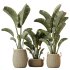 AV Indoor Plants Set 285 Ravenala Banana Strelitzia Nicolai Bird Of Paradise Set - Thumbnail 2