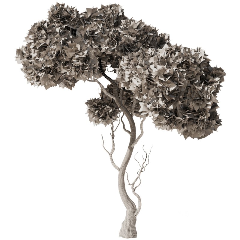 Pine tree Set34 Image 3