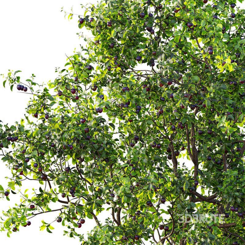 AV Fruit Trees Prunus Salicina Plum Pflaume and Pear Pyrus Communis Image 2