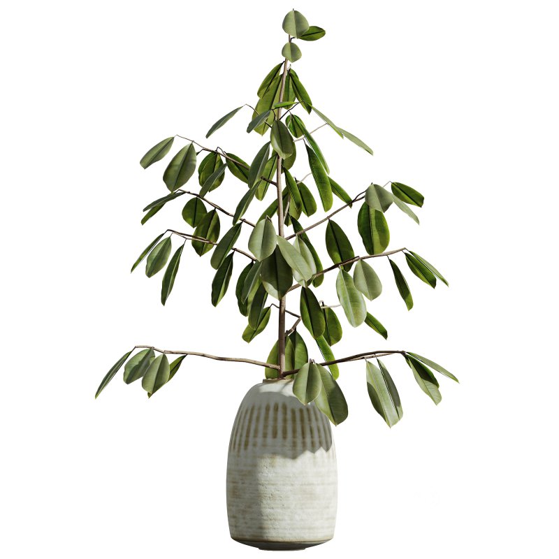 AV Indoor Plants Set 299 Japandi Ficus Dracaena Marginata and Mission Arbequina Olive Image 6