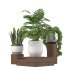 Plant Set 02 - Thumbnail 4