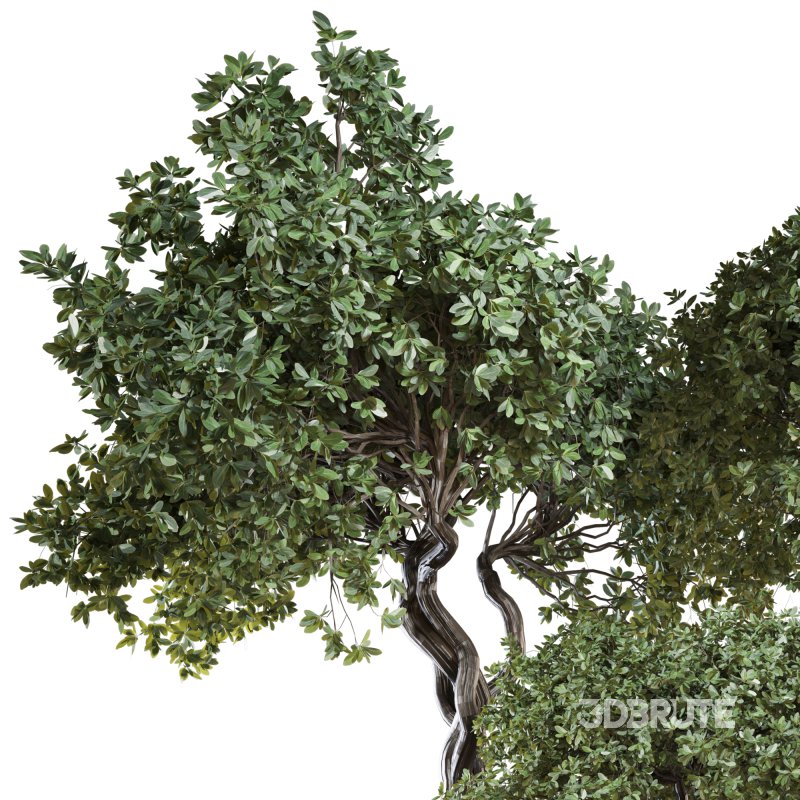 Indoor Plant Set 04 Image 3