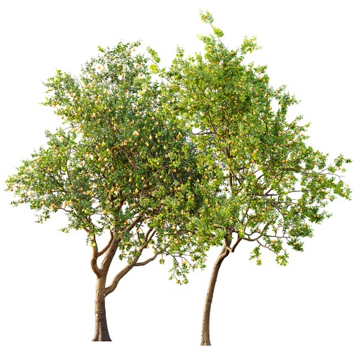 AV Fruit Trees Pear Pyrus Communis Red and Armeniaca Vulgaris Prunus