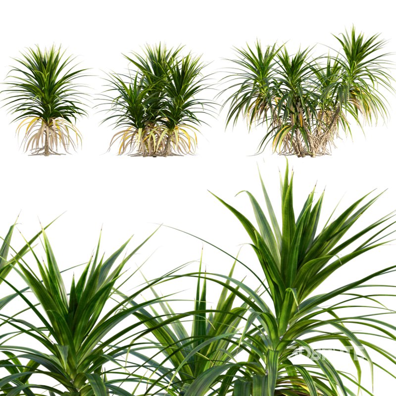 Pandanus amaryllifolius | Pandan leaves | Edible pandan 02 Image 1