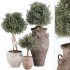 Outdoor Tree Collection in Pot 02 - Thumbnail 1