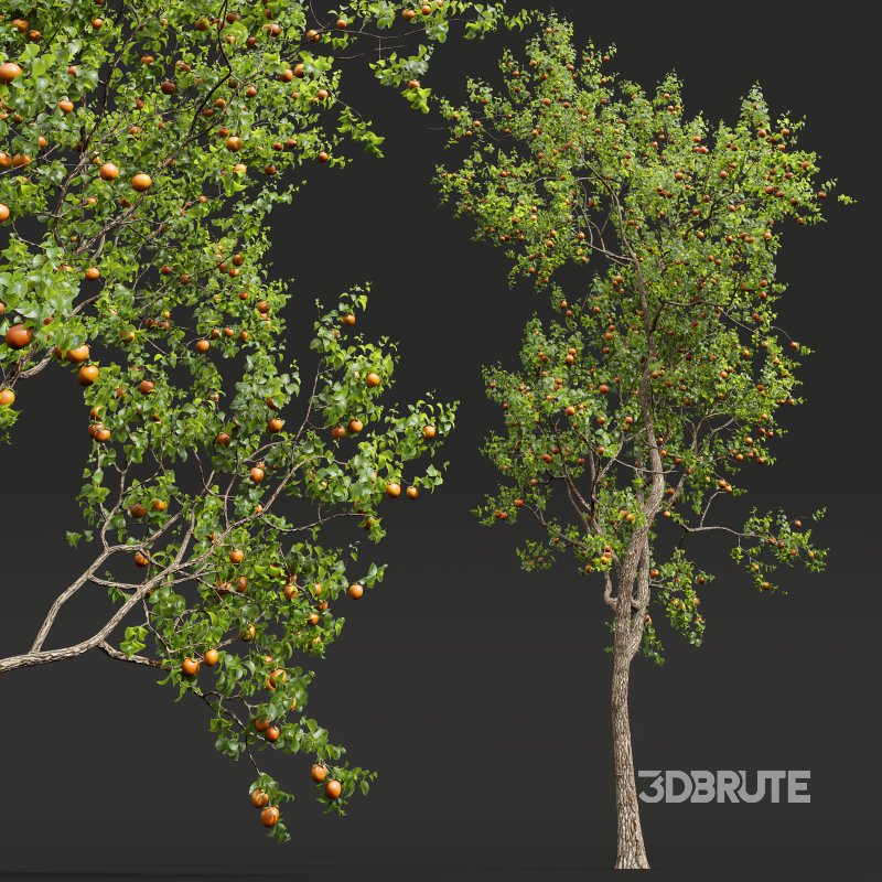 AV Fruit Trees Diospyros Kaki Persimmon and Malus Pumila Apple Red Image 6